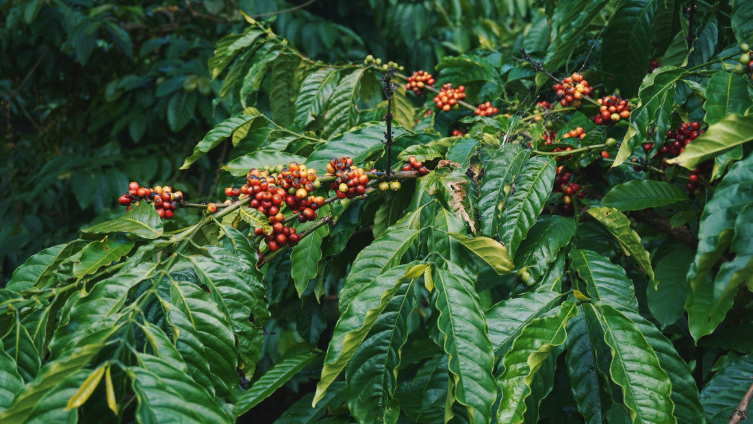 Hương vị cà phê Robusta Việt Nam - Thư viện Sanh Nhiên